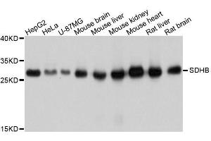 Western Blotting (WB) image for anti-Succinate Dehydrogenase Complex, Subunit B, Iron Sulfur (Ip) (SDHB) (AA 29-280) antibody (ABIN6147472)