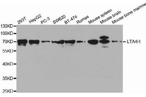 Western blot analysis of extracts of various cell lines, using LTA4H antibody. (LTA4H Antikörper  (AA 312-611))