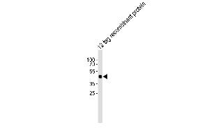 Western blot analysis of lysate from 12 tag recombinant protein cell line, using Tag-HA. (HA-Tag Antikörper)