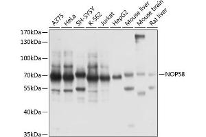 Western blot analysis of extracts of various cell lines, using NOP58 antibody  at 1:1000 dilution. (NOP58 Antikörper  (AA 360-529))