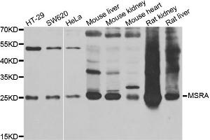 Western blot analysis of extracts of various cell lines, using MSRA antibody (ABIN5973791) at 1/1000 dilution. (MSRA Antikörper)