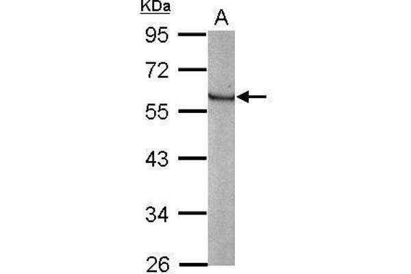 KLF4 Antikörper  (C-Term)