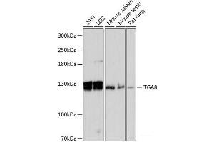 Western blot analysis of extracts of various cell lines using ITGA8 Polyclonal Antibody at dilution of 1:3000. (ITGA8 Antikörper)