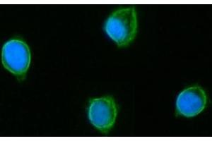 IF analysis of GLUD1/2 using anti-GLUD1/2 antibody (ABIN7602000). (GLUD1 / GLUD2 (AA 54-553) Antikörper)