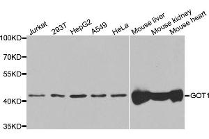 Western blot analysis of extracts of various cell lines, using GOT1 antibody (ABIN5973436) at 1/1000 dilution. (GOT1 Antikörper)