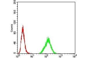 Flow cytometric analysis of Hela cells using HDAC2 mouse mAb (green) and negative control (red). (HDAC2 Antikörper  (AA 217-327))