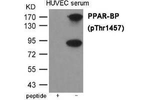 Western blot analysis of extracts from HUVEC cells treated with serum using PPAR-BP (Phospho-Thr1457) Antibody. (MED1 Antikörper  (pThr1457))