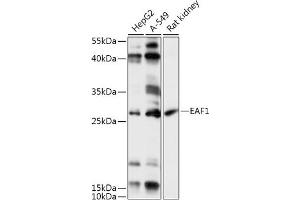 Western blot analysis of extracts of various cell lines, using E antibody (ABIN7266919) at 1:1000 dilution. (EAF1 Antikörper  (AA 50-120))