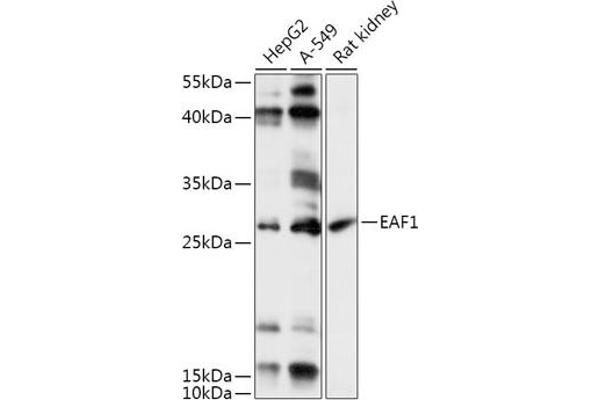 EAF1 抗体  (AA 50-120)