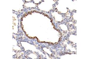 Immunohistochemistry of paraffin embedded rat testis using MLF1 (ABIN7074712) at dilution of 1: 1500 (400x lens) (MLF1 Antikörper)