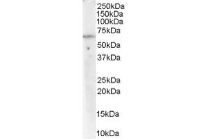 Image no. 1 for anti-Protein Phosphatase 2, Regulatory Subunit A, alpha (PPP2R1A) (C-Term) antibody (ABIN374545)