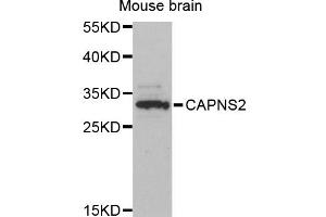 Western blot analysis of extracts of mouse brain, using CAPNS2 antibody (ABIN6293982) at 1:3000 dilution. (CAPNS2 Antikörper)