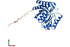 Protein Structure (PS) image for Inositol(myo)-1(or 4)-Monophosphatase 2 (IMPA2) (AA 1-290) protein (His tag) (ABIN7559968)