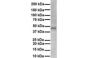 WB Suggested Anti-NR1I2 antibody Titration: 1 ug/mL Sample Type: Human liver (NR1I2 Antikörper  (N-Term))