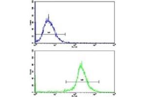 Flow Cytometry (FACS) image for anti-Nestin (NES) (AA 1389-1416) antibody (ABIN3031961)