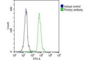 Overlay histogram showing THP-1 cells stained with E (green line). (MDM2 Antikörper  (AA 141-176))