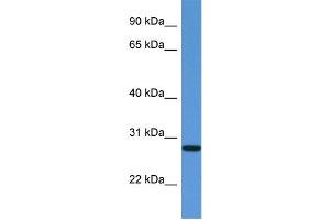 WB Suggested Anti-EDN3 Antibody Titration: 1. (Endothelin 3 Antikörper  (C-Term))