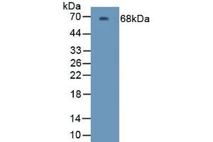 Detection of Recombinant Kim1, Human using Polyclonal Antibody to Kidney Injury Molecule 1 (Kim1) (HAVCR1 Antikörper  (AA 21-293))