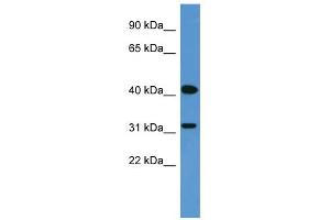 OR2W1 Antikörper  (C-Term)