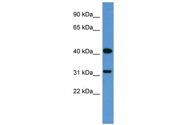 OR2W1 Antikörper  (C-Term)