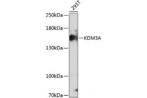 Western blot analysis of extracts of 293T cells using KDM3A Polyclonal Antibody at dilution of 1:1000. (KDM3A Antikörper)