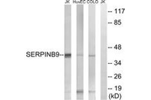 Western blot analysis of extracts from COLO/HuvEc/Jurkat cells, using SERPINB9 Antibody. (SERPINB9 Antikörper  (AA 241-290))