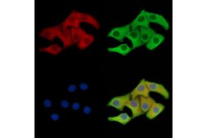ABIN7096566 and ABIN7100630 staining Hela cells by IF/ICC.