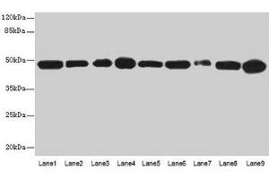 Western blot All lanes: GOT2 antibody at 3 μg/mL Lane 1: A431 whole cell lysate Lane 2: HepG2 whole cell lysate Lane 3: Mouse muscle tissue Lane 4: Mouse spleen tissue Lane 5: MCF-7 whole cell lysate Lane 6: Hela whole cell lysate Lane 7: LO2 whole cell lysate Lane 8: 293T whole cell lysate Lane 9: HL60 whole cell lysate Secondary Goat polyclonal to rabbit IgG at 1/10000 dilution Predicted band size: 48, 44 kDa Observed band size: 48 kDa (GOT2 Antikörper  (AA 33-279))