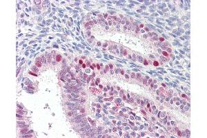 Anti-MARCH7 antibody IHC of human uterus. (MARCH7 Antikörper  (AA 334-344))