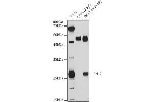 Immunoprecipitation analysis of 200 μg extracts of THP-1 cells using 3 μg Bcl-2 antibody (ABIN6134233, ABIN6137496, ABIN6137498 and ABIN6213667). (Bcl-2 Antikörper)