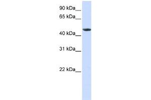 WB Suggested Anti-RXRA Antibody Titration:  0. (Retinoid X Receptor alpha Antikörper  (N-Term))