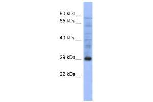 PSMA5 antibody used at 1 ug/ml to detect target protein. (PSMA5 Antikörper)