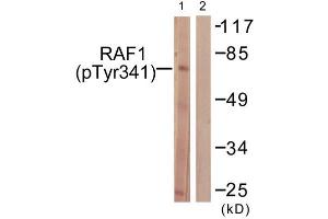 Western Blotting (WB) image for anti-V-Raf-1 Murine Leukemia Viral Oncogene Homolog 1 (RAF1) (pTyr341) antibody (ABIN1847298) (RAF1 Antikörper  (pTyr341))