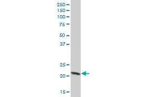 COX4I1 MaxPab polyclonal antibody. (COX IV Antikörper  (AA 1-169))