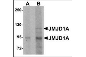 Western blot analysis of JMJD1A in mouse liver tissue lysate with this product at (A) 1 and (B) 2 μg/ml. (KDM3A Antikörper  (N-Term))