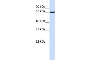 Western Blotting (WB) image for anti-SRY (Sex Determining Region Y)-Box 13 (SOX13) antibody (ABIN2460022) (SOX13 Antikörper)