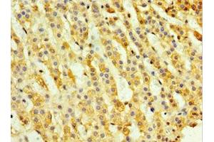 Immunohistochemistry of paraffin-embedded human adrenal gland tissue using ABIN7161143 at dilution of 1:100