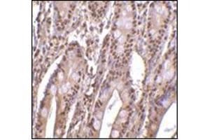 Immunohistochemistry of PHAP III in human small intestine tissue with this product at 2 μg/ml. (ANP32E Antikörper  (C-Term))