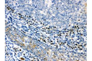 Anti- XBP Picoband antibody, IHC(P) IHC(P): Human Tonsil Tissue (XBP1 Antikörper  (N-Term))