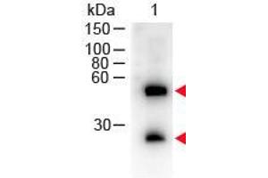 Western Blot of Donkey anti-Mouse IgG (H&L) Antibody Peroxidase Conjugated. (Esel anti-Maus IgG (Heavy & Light Chain) Antikörper (HRP))