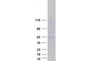 Validation with Western Blot (SLC16A13 Protein (Myc-DYKDDDDK Tag))