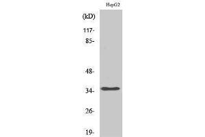 Western Blotting (WB) image for anti-Heterogeneous Nuclear Ribonucleoprotein A2/B1 (HNRNPA2B1) (N-Term) antibody (ABIN3175520) (HNRNPA2B1 Antikörper  (N-Term))