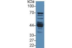 Western Blotting (WB) image for anti-N-Acetylgalactosaminidase, alpha (NAGA) (AA 18-217) antibody (ABIN7436489)