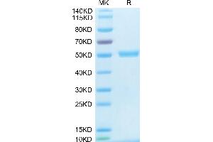 Human CD40 Ligand Trimer on Tris-Bis PAGE under reduced condition. (CD40 Ligand Protein (CD40LG) (Trimer) (His-DYKDDDDK Tag))