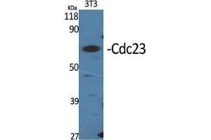 Western Blot (WB) analysis of specific cells using Cdc23 Polyclonal Antibody. (CDC23 Antikörper  (Internal Region))
