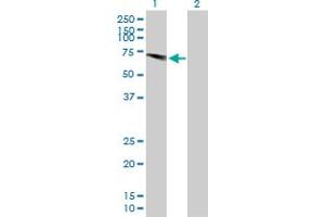 Western Blot analysis of USP28 expression in transfected 293T cell line by USP28 MaxPab polyclonal antibody. (USP28 Antikörper  (AA 1-583))