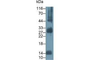 Western Blotting (WB) image for anti-Hemoglobin, alpha 1 (HBA1) (AA 1-142) antibody (ABIN7435340)