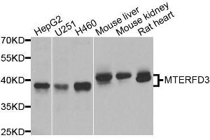 Western blot analysis of extracts of various cell lines, using MTERFD3 antibody. (MTERFD3 Antikörper  (AA 1-250))