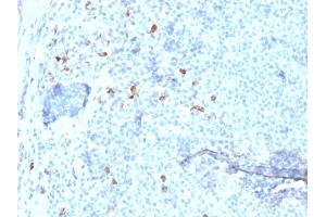 Formalin-fixed, paraffin-embedded human Tonsil stained with IgG4 Mouse Monoclonal Antibody (IGHG4/1345). (IGHG4 Antikörper)