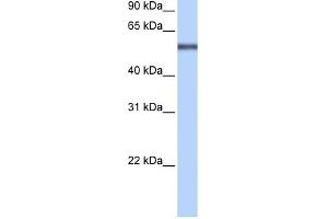 LRRC8E antibody used at 0.